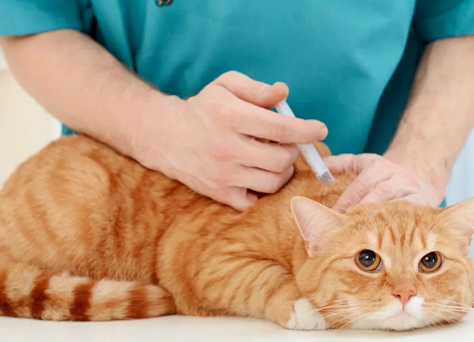 猫咪打针怎么打,猫咪打针技巧?-第2张图片-后鲨宠物 猫咪打针怎么打,猫咪打针技巧?-第2张图片-后鲨宠物