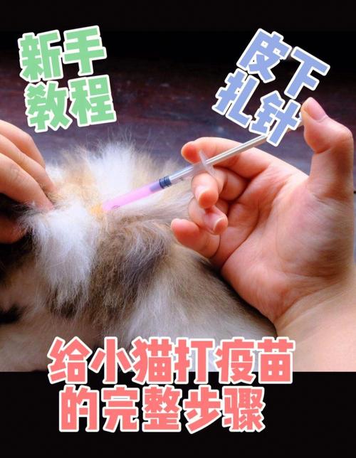 猫咪打针怎么打,猫咪打针技巧?-第3张图片-后鲨宠物 猫咪打针怎么打,猫咪打针技巧?-第3张图片-后鲨宠物