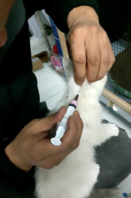 猫咪打针怎么打,猫咪打针技巧?-第4张图片-后鲨宠物 猫咪打针怎么打,猫咪打针技巧?-第4张图片-后鲨宠物