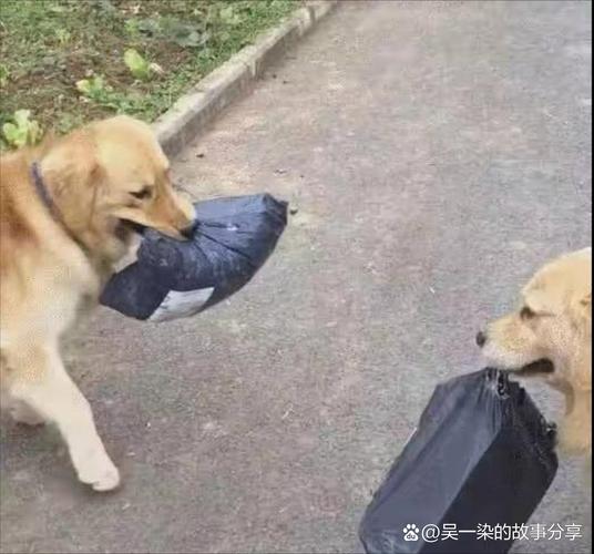 狗狗可以寄快递回家吗，狗狗可以邮寄回家吗?？