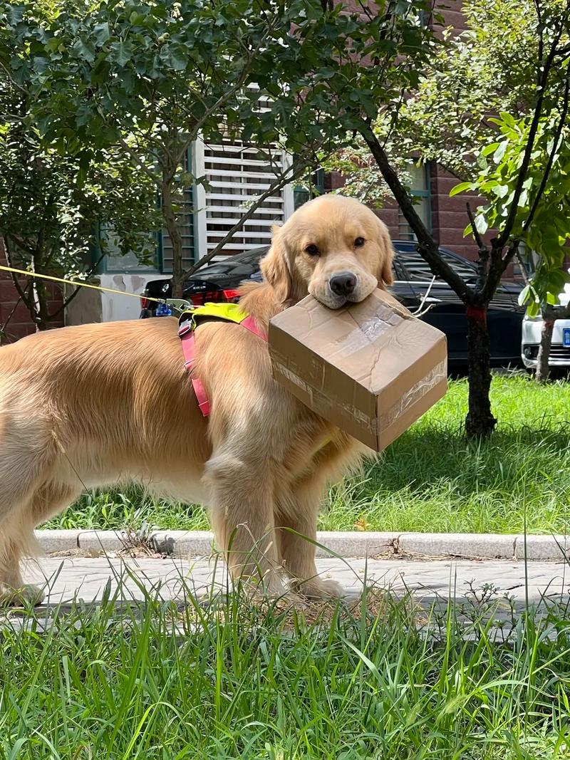 狗狗可以寄快递回家吗，狗狗可以邮寄回家吗?？-第2张图片-后鲨宠物