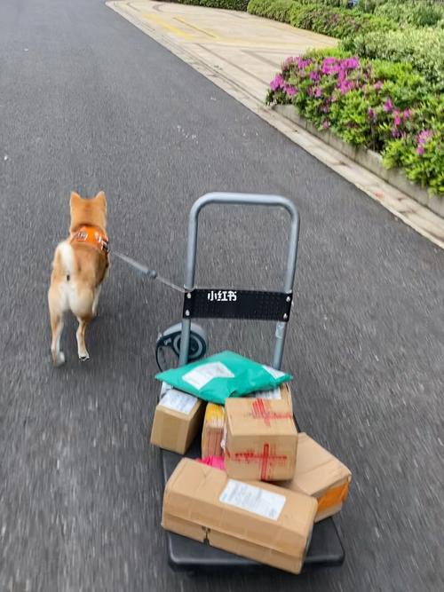 狗狗可以寄快递回家吗，狗狗可以邮寄回家吗?？-第5张图片-后鲨宠物