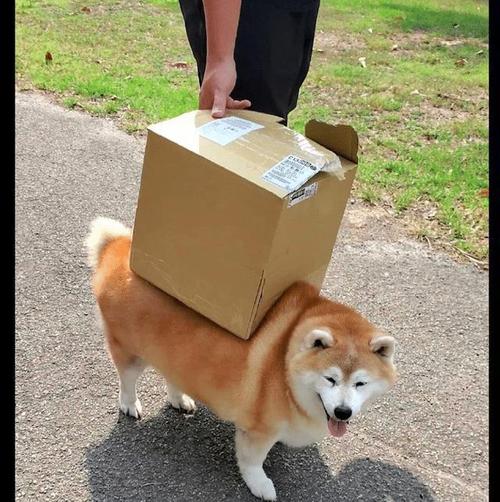 狗狗可以寄快递回家吗，狗狗可以邮寄回家吗?？-第6张图片-后鲨宠物