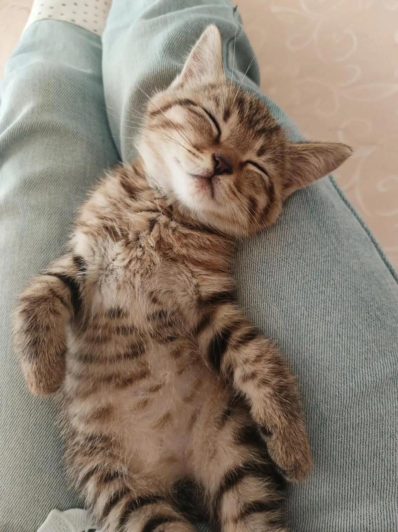 猫咪爱睡觉正常吗,猫咪爱睡觉是为什么-第3张图片-后鲨宠物 猫咪爱睡觉正常吗,猫咪爱睡觉是为什么-第3张图片-后鲨宠物