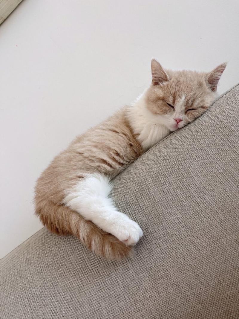 猫咪爱睡觉正常吗,猫咪爱睡觉是为什么-第5张图片-后鲨宠物 猫咪爱睡觉正常吗,猫咪爱睡觉是为什么-第5张图片-后鲨宠物