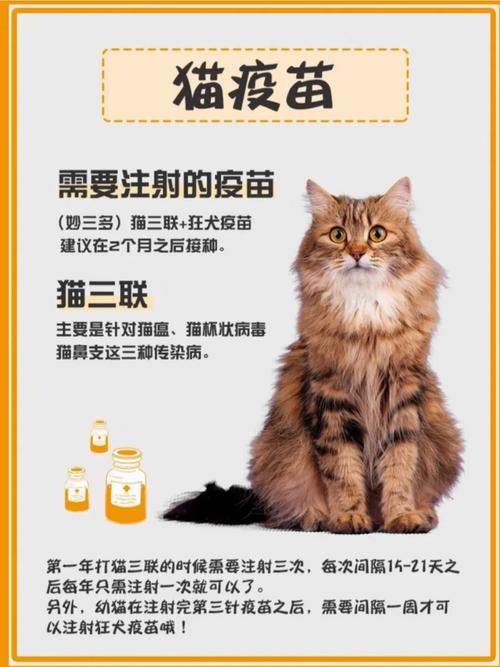 猫咪要打哪些针，猫咪要打哪些针疫苗？-第3张图片-后鲨宠物