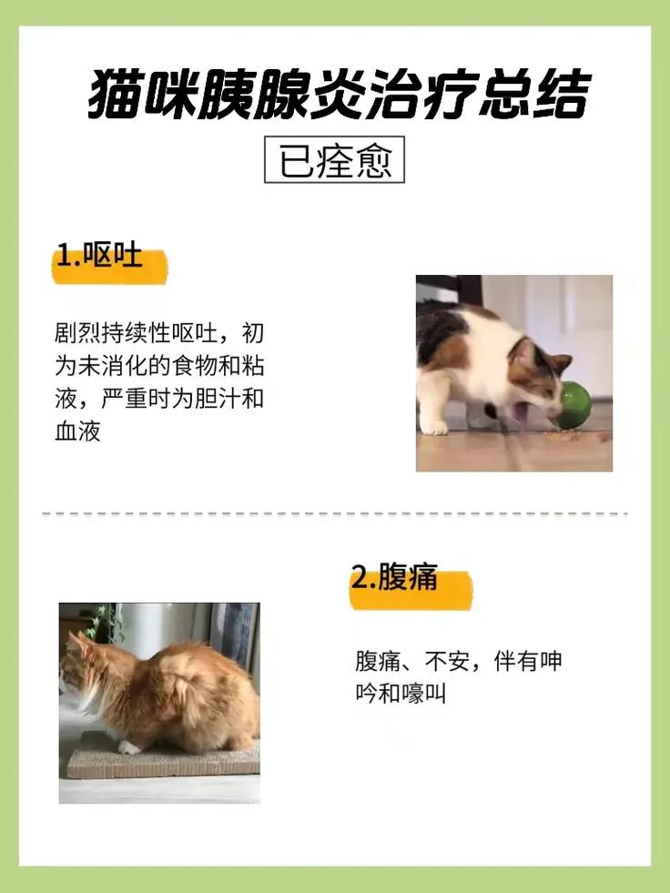 猫咪胰腺炎有什么症状,猫咪胰腺炎怎么治疗最有效-第2张图片-后鲨宠物 猫咪胰腺炎有什么症状,猫咪胰腺炎怎么治疗最有效-第2张图片-后鲨宠物
