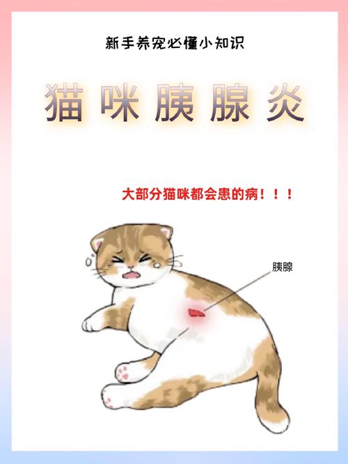 猫咪胰腺炎有什么症状,猫咪胰腺炎怎么治疗最有效-第3张图片-后鲨宠物 猫咪胰腺炎有什么症状,猫咪胰腺炎怎么治疗最有效-第3张图片-后鲨宠物