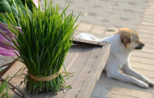  狗狗可以吃韭菜吗，狗狗可以吃韭菜吗煮熟的能吃吗