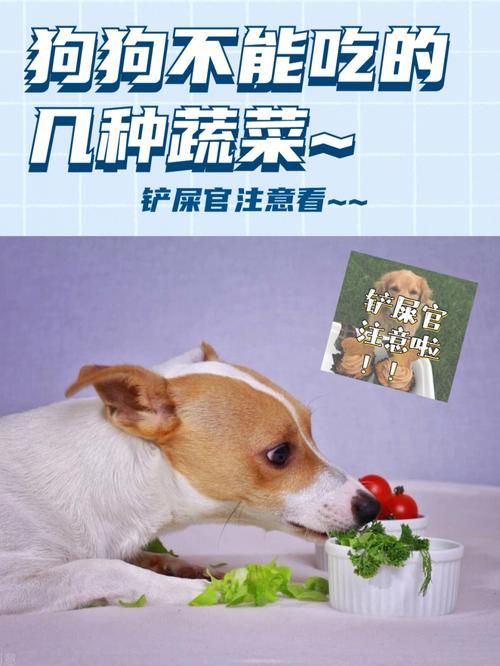 狗狗可以吃韭菜吗,狗狗可以吃韭菜吗煮熟的能吃吗-第3张图片-后鲨宠物 狗狗可以吃韭菜吗,狗狗可以吃韭菜吗煮熟的能吃吗-第3张图片-后鲨宠物