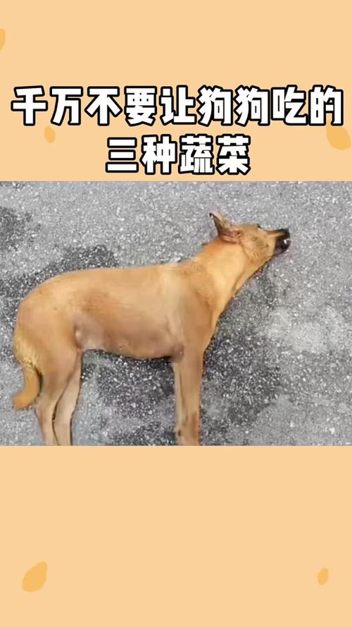 狗狗可以吃韭菜吗,狗狗可以吃韭菜吗煮熟的能吃吗-第4张图片-后鲨宠物 狗狗可以吃韭菜吗,狗狗可以吃韭菜吗煮熟的能吃吗-第4张图片-后鲨宠物