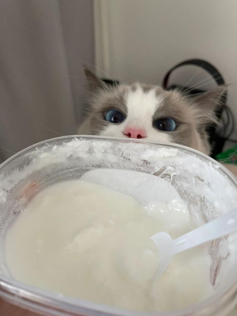 小猫咪能喝酸奶吗,小猫咪能喝酸奶吗一天几次?-第3张图片-后鲨宠物 小猫咪能喝酸奶吗,小猫咪能喝酸奶吗一天几次?-第3张图片-后鲨宠物