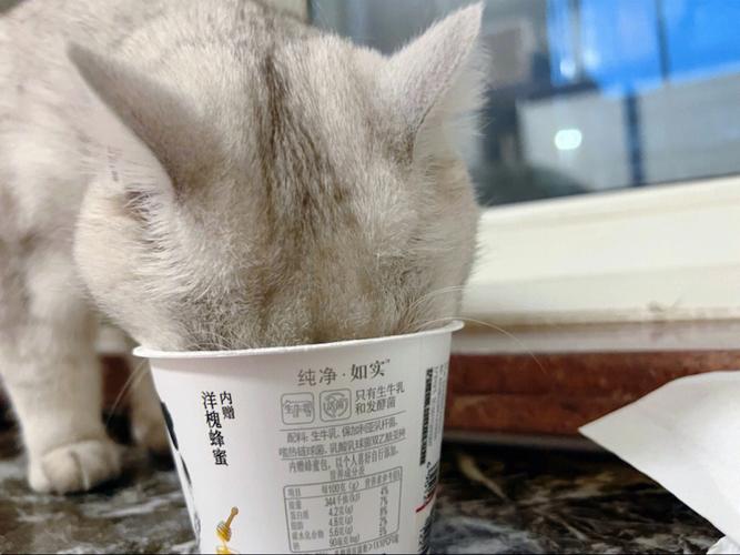 小猫咪能喝酸奶吗,小猫咪能喝酸奶吗一天几次?-第4张图片-后鲨宠物 小猫咪能喝酸奶吗,小猫咪能喝酸奶吗一天几次?-第4张图片-后鲨宠物