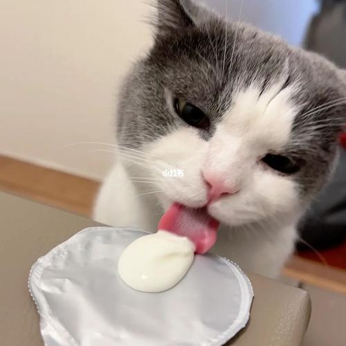小猫咪能喝酸奶吗,小猫咪能喝酸奶吗一天几次?-第5张图片-后鲨宠物 小猫咪能喝酸奶吗,小猫咪能喝酸奶吗一天几次?-第5张图片-后鲨宠物