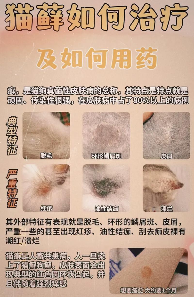 小猫猫藓怎么治疗，小猫癣怎么治？-第1张图片-后鲨宠物