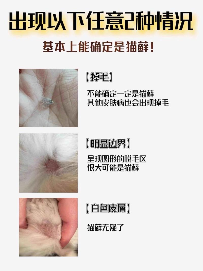 小猫猫藓怎么治疗，小猫癣怎么治？-第3张图片-后鲨宠物