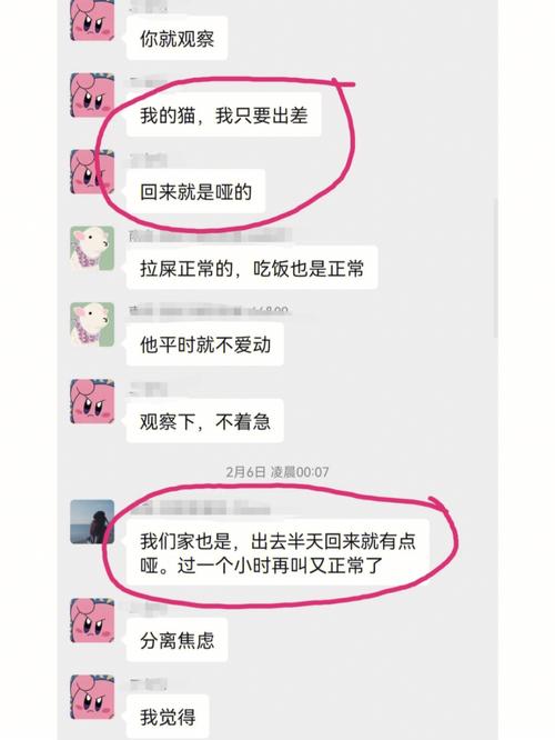 猫咪嗓子发炎用什么药_猫喉咙发炎失声了怎么办-第2张图片-后鲨宠物 猫咪嗓子发炎用什么药_猫喉咙发炎失声了怎么办-第2张图片-后鲨宠物