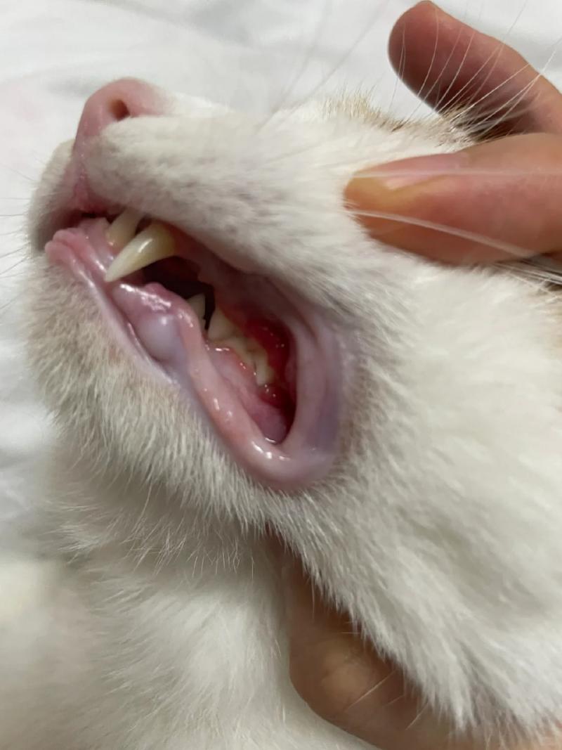 猫咪嗓子发炎用什么药_猫喉咙发炎失声了怎么办-第5张图片-后鲨宠物 猫咪嗓子发炎用什么药_猫喉咙发炎失声了怎么办-第5张图片-后鲨宠物