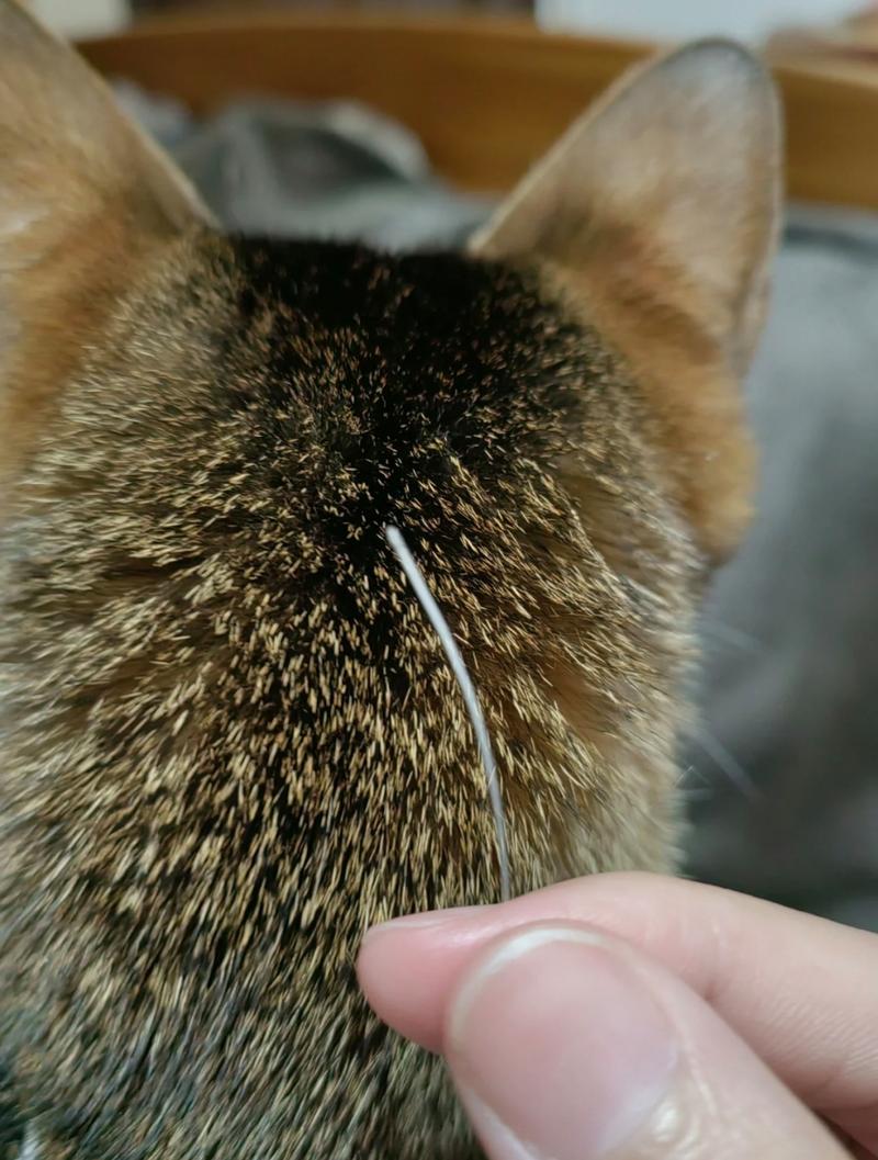 猫咪掉胡子怎么回事_猫咪掉胡子是正常的吗-第5张图片-后鲨宠物 猫咪掉胡子怎么回事_猫咪掉胡子是正常的吗-第5张图片-后鲨宠物