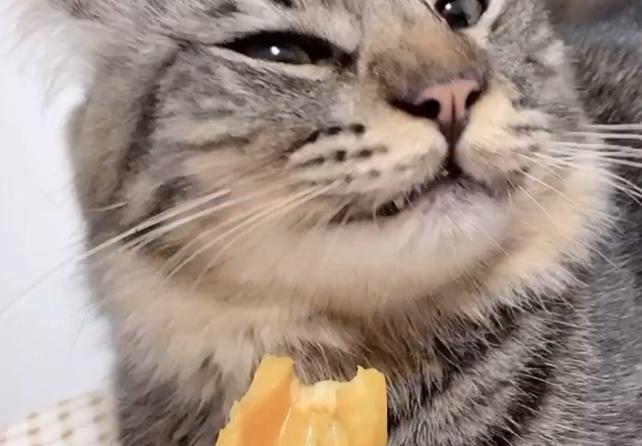 猫咪能吃菠萝吗_猫咪能吃菠萝吗为什么-第4张图片-后鲨宠物 猫咪能吃菠萝吗_猫咪能吃菠萝吗为什么-第4张图片-后鲨宠物