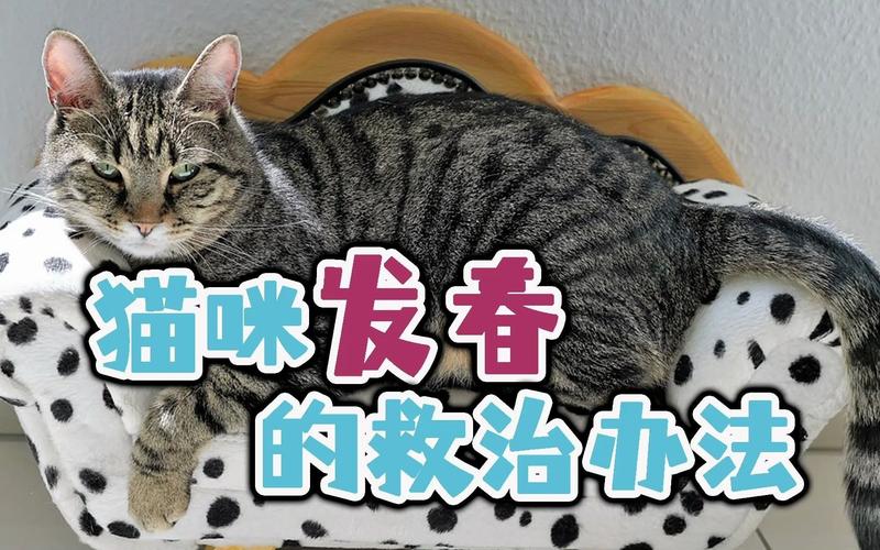 猫咪几个月发春,猫几个月大发春-第2张图片-后鲨宠物 猫咪几个月发春,猫几个月大发春-第2张图片-后鲨宠物