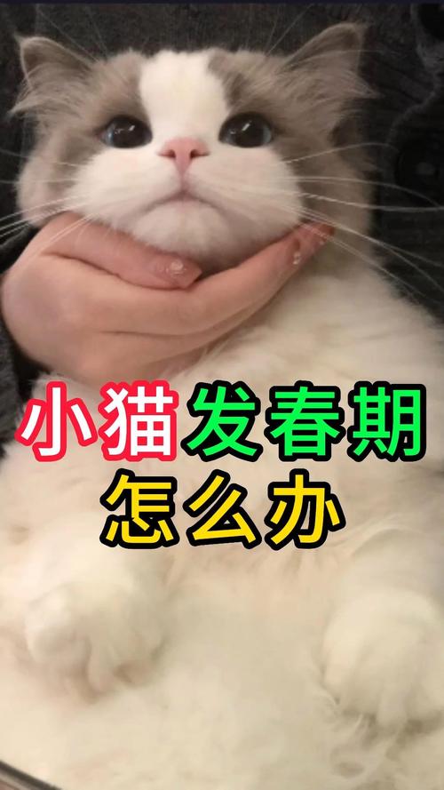 猫咪几个月发春,猫几个月大发春-第4张图片-后鲨宠物 猫咪几个月发春,猫几个月大发春-第4张图片-后鲨宠物