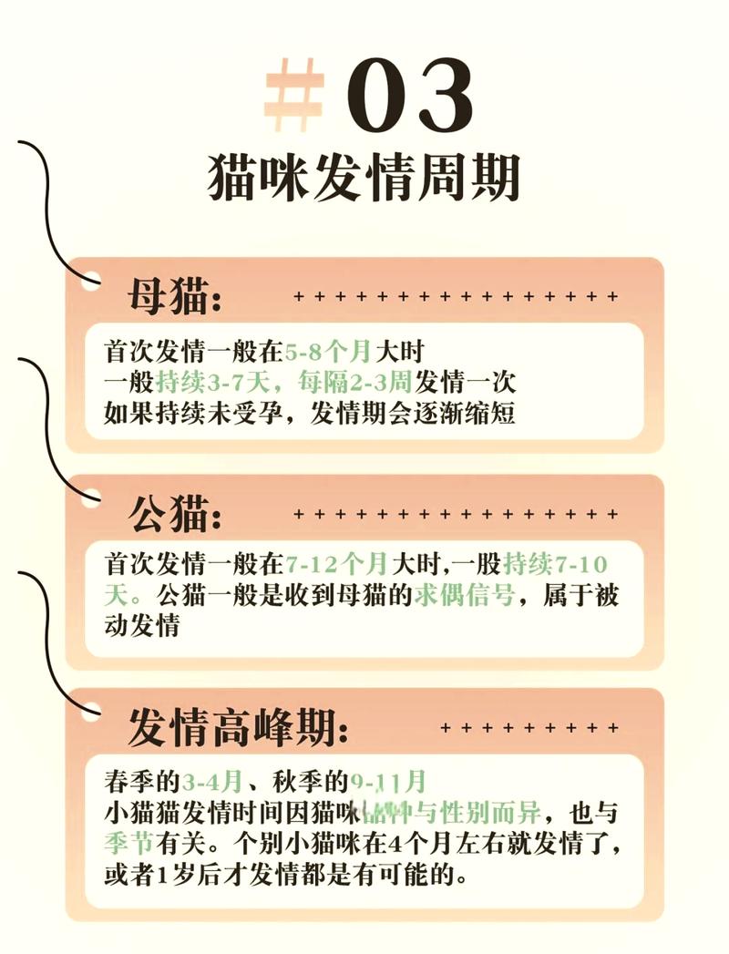 猫咪几个月发春,猫几个月大发春-第5张图片-后鲨宠物 猫咪几个月发春,猫几个月大发春-第5张图片-后鲨宠物