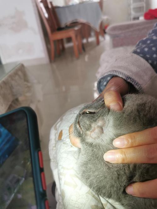 猫咪下唇红肿怎么治疗,猫咪下唇红肿怎么治疗好?-第1张图片-后鲨宠物 猫咪下唇红肿怎么治疗,猫咪下唇红肿怎么治疗好?-第1张图片-后鲨宠物