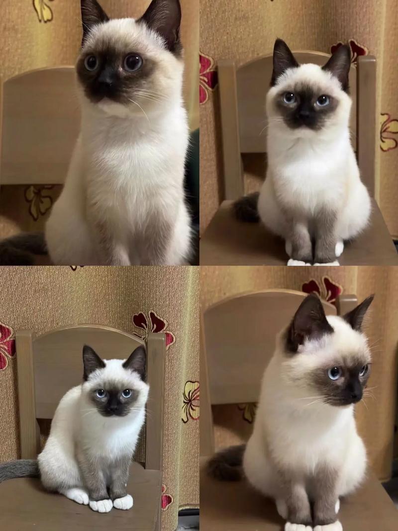 猫咪下唇红肿怎么治疗,猫咪下唇红肿怎么治疗好?-第2张图片-后鲨宠物 猫咪下唇红肿怎么治疗,猫咪下唇红肿怎么治疗好?-第2张图片-后鲨宠物