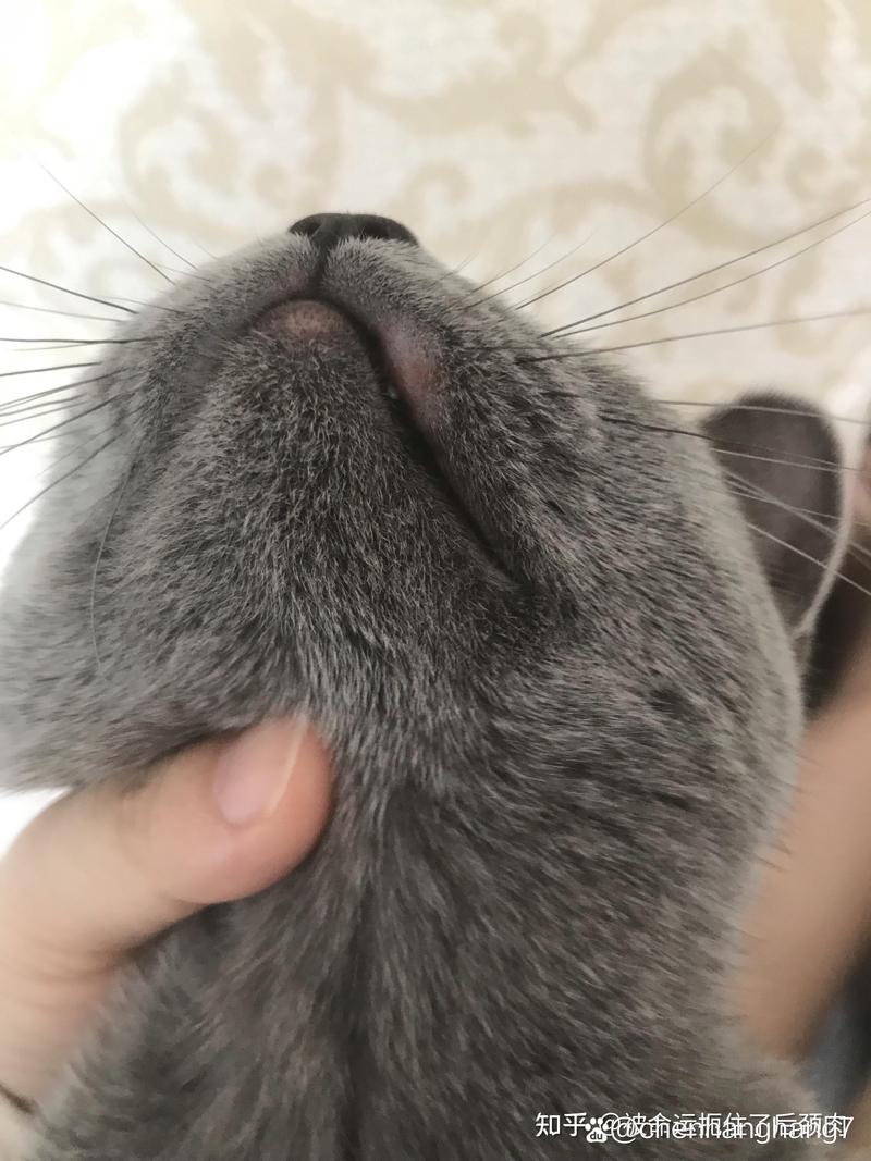 猫咪下唇红肿怎么治疗,猫咪下唇红肿怎么治疗好?-第4张图片-后鲨宠物 猫咪下唇红肿怎么治疗,猫咪下唇红肿怎么治疗好?-第4张图片-后鲨宠物
