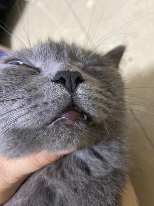 猫咪下唇红肿怎么治疗,猫咪下唇红肿怎么治疗好?-第5张图片-后鲨宠物 猫咪下唇红肿怎么治疗,猫咪下唇红肿怎么治疗好?-第5张图片-后鲨宠物
