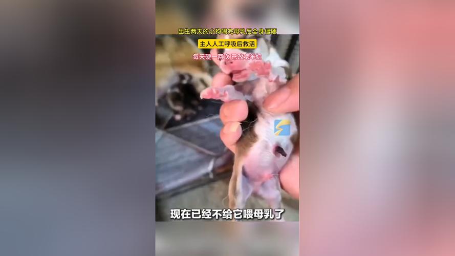 母乳可以给狗狗喝吗_母乳可以给宠物喝吗