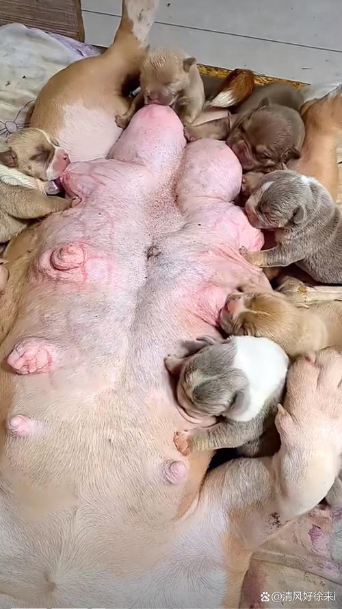 母乳可以给狗狗喝吗_母乳可以给宠物喝吗-第4张图片-后鲨宠物 母乳可以给狗狗喝吗_母乳可以给宠物喝吗-第4张图片-后鲨宠物