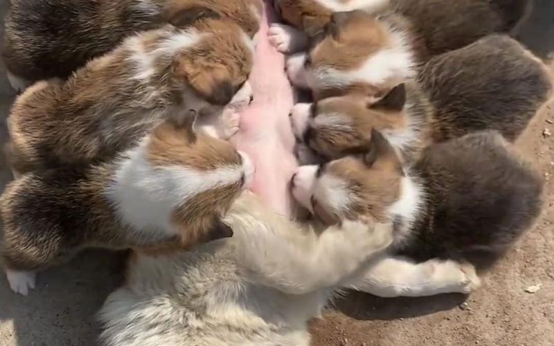 母乳可以给狗狗喝吗_母乳可以给宠物喝吗-第6张图片-后鲨宠物 母乳可以给狗狗喝吗_母乳可以给宠物喝吗-第6张图片-后鲨宠物