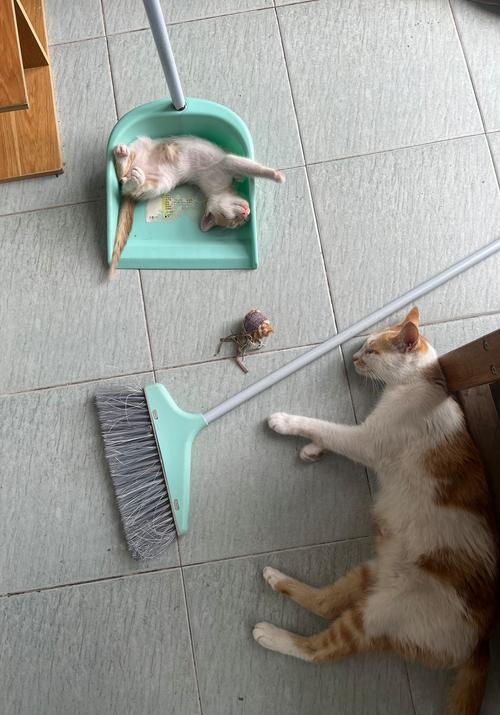 猫咪只吃不拉屎怎么办，猫咪只吃不拉屎怎么办呢？-第1张图片-后鲨宠物