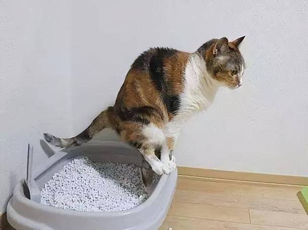 猫咪只吃不拉屎怎么办，猫咪只吃不拉屎怎么办呢？-第4张图片-后鲨宠物