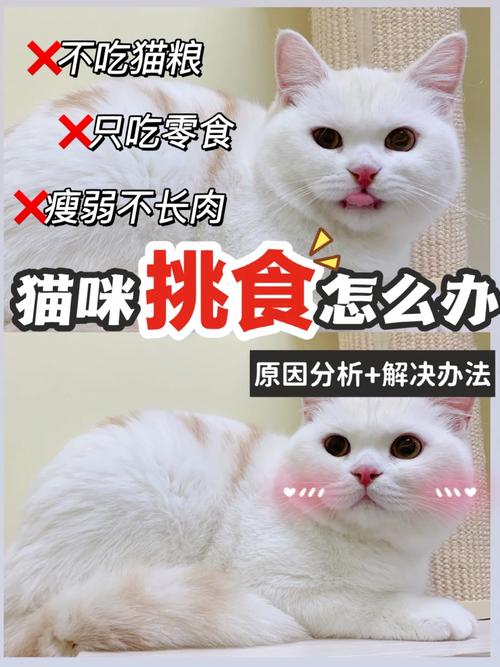 猫咪只吃不拉屎怎么办，猫咪只吃不拉屎怎么办呢？-第5张图片-后鲨宠物