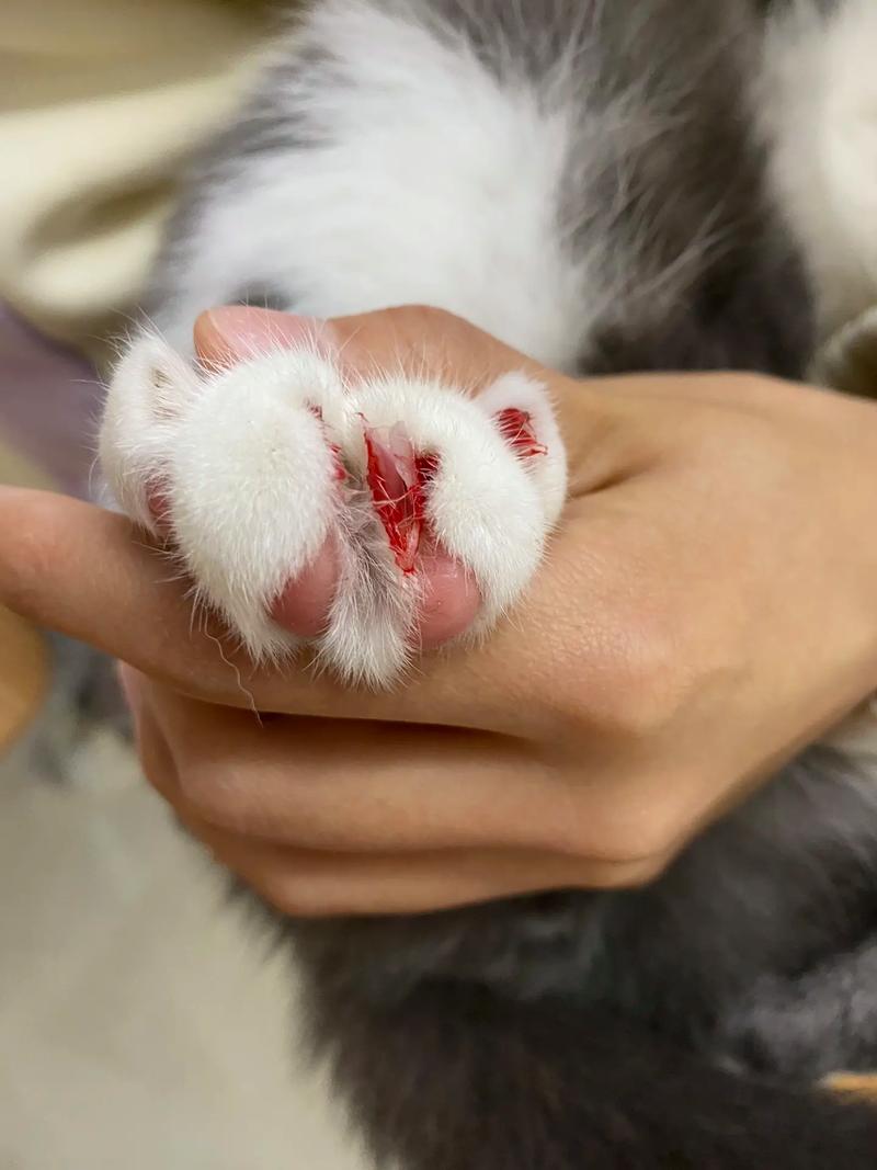 猫咪多久剪一次指甲,猫咪多久剪一次指甲合适-第1张图片-后鲨宠物 猫咪多久剪一次指甲,猫咪多久剪一次指甲合适-第1张图片-后鲨宠物