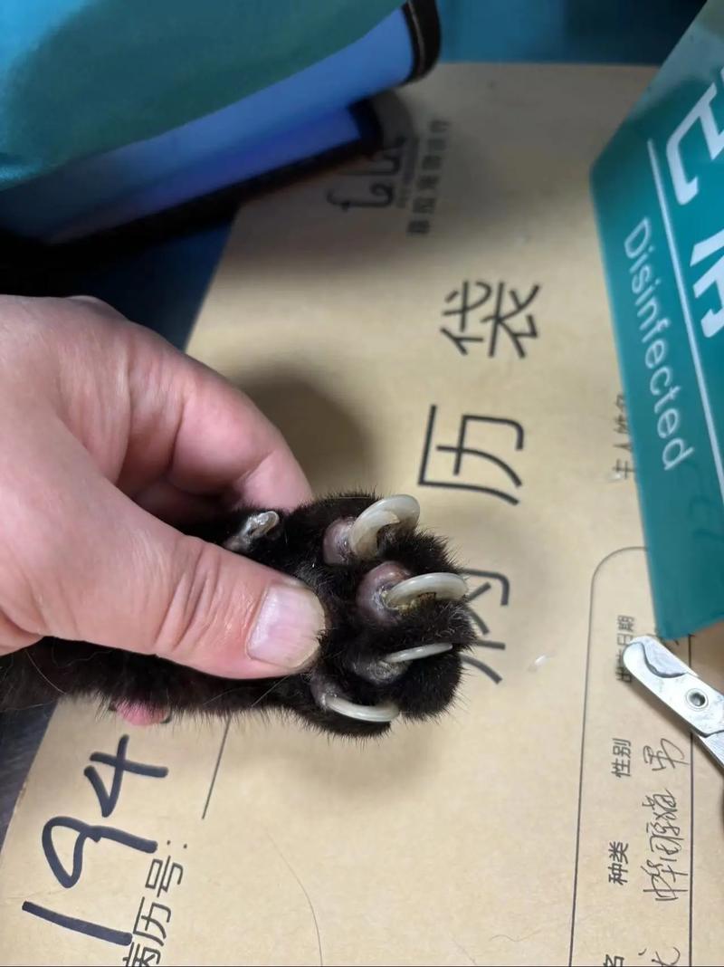 猫咪多久剪一次指甲,猫咪多久剪一次指甲合适-第2张图片-后鲨宠物 猫咪多久剪一次指甲,猫咪多久剪一次指甲合适-第2张图片-后鲨宠物