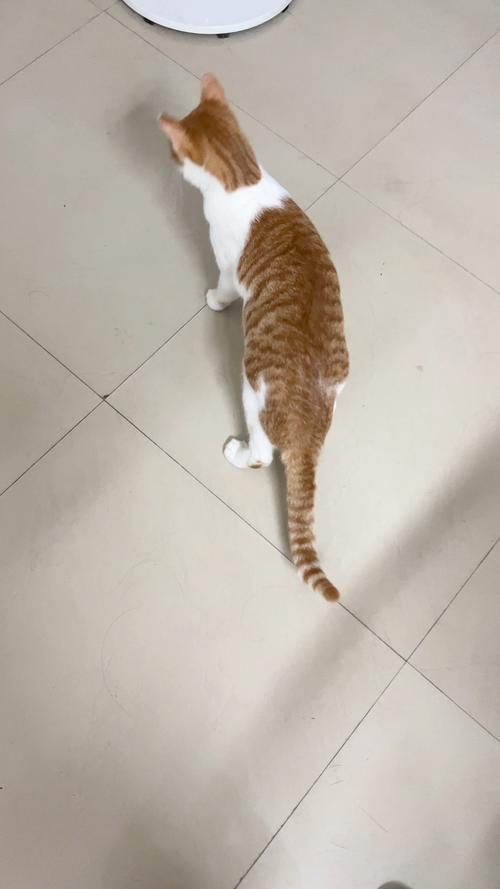 猫咪转圈会晕吗,猫咪转圈会头晕吗-第2张图片-后鲨宠物 猫咪转圈会晕吗,猫咪转圈会头晕吗-第2张图片-后鲨宠物