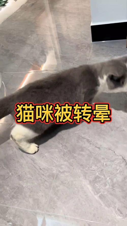 猫咪转圈会晕吗，猫咪转圈会头晕吗