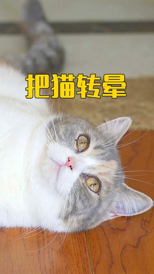 猫咪转圈会晕吗,猫咪转圈会头晕吗-第3张图片-后鲨宠物 猫咪转圈会晕吗,猫咪转圈会头晕吗-第3张图片-后鲨宠物