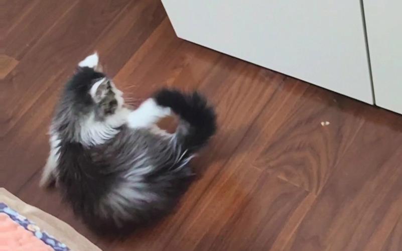 猫咪转圈会晕吗,猫咪转圈会头晕吗-第5张图片-后鲨宠物 猫咪转圈会晕吗,猫咪转圈会头晕吗-第5张图片-后鲨宠物