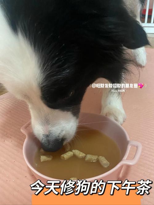 狗狗可以喝骨头汤吗,狗狗可以喝骨头汤吗 放了一点点花生油-第1张图片-后鲨宠物 狗狗可以喝骨头汤吗,狗狗可以喝骨头汤吗 放了一点点花生油-第1张图片-后鲨宠物