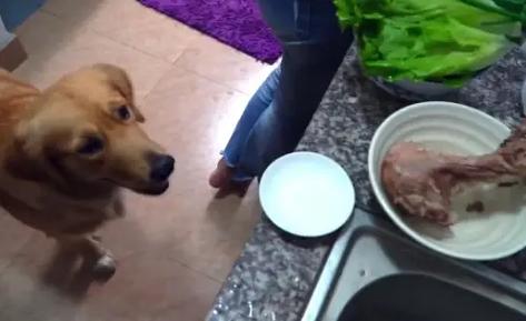 狗狗可以喝骨头汤吗,狗狗可以喝骨头汤吗 放了一点点花生油-第2张图片-后鲨宠物 狗狗可以喝骨头汤吗,狗狗可以喝骨头汤吗 放了一点点花生油-第2张图片-后鲨宠物