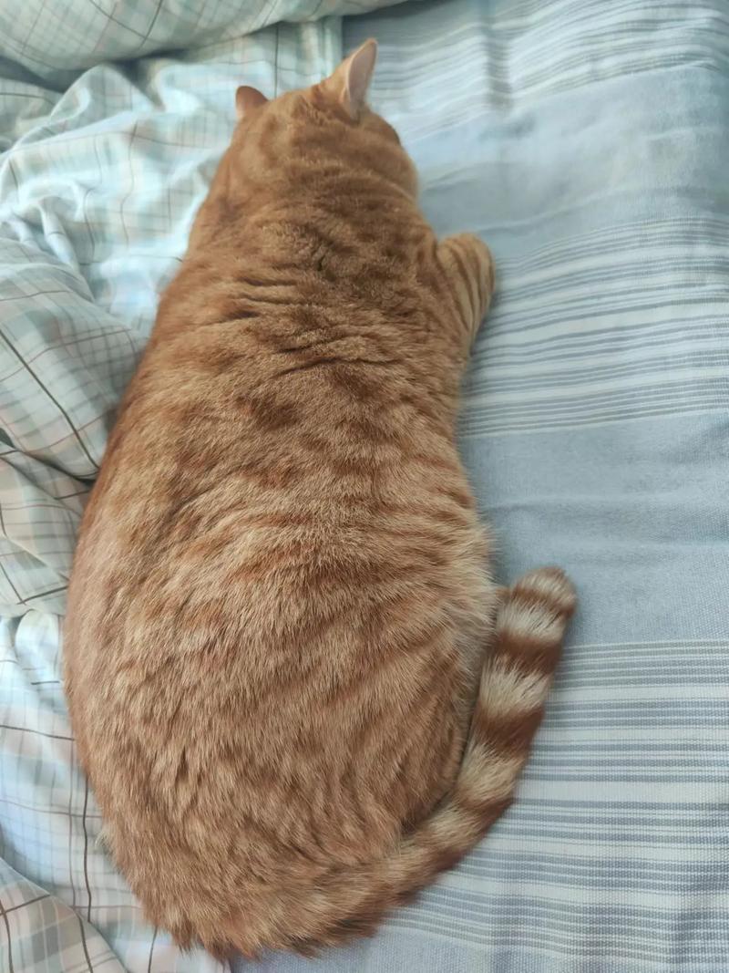 猫咪走失会认路回来吗_猫走丢了认识回家的路吗-第3张图片-后鲨宠物 猫咪走失会认路回来吗_猫走丢了认识回家的路吗-第3张图片-后鲨宠物