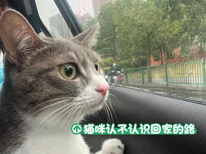 猫咪走失会认路回来吗_猫走丢了认识回家的路吗-第6张图片-后鲨宠物 猫咪走失会认路回来吗_猫走丢了认识回家的路吗-第6张图片-后鲨宠物