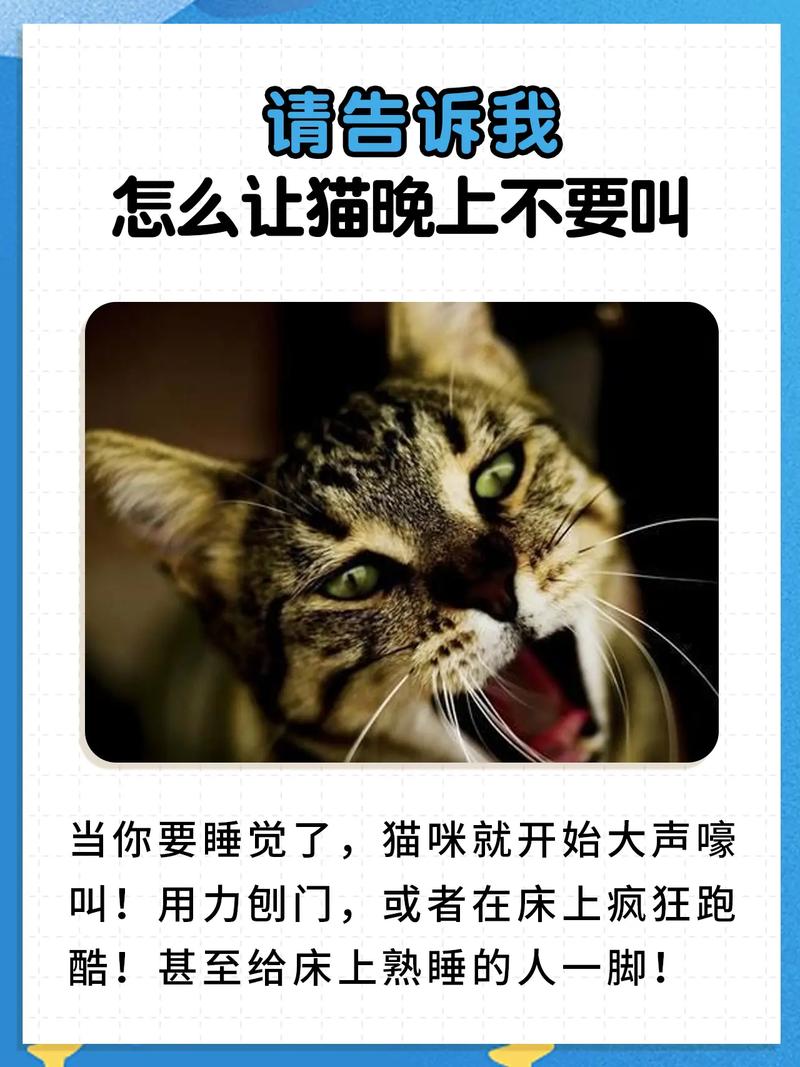 猫咪乱叫怎么办_猫咪乱叫怎么办才能听懂-第2张图片-后鲨宠物 猫咪乱叫怎么办_猫咪乱叫怎么办才能听懂-第2张图片-后鲨宠物