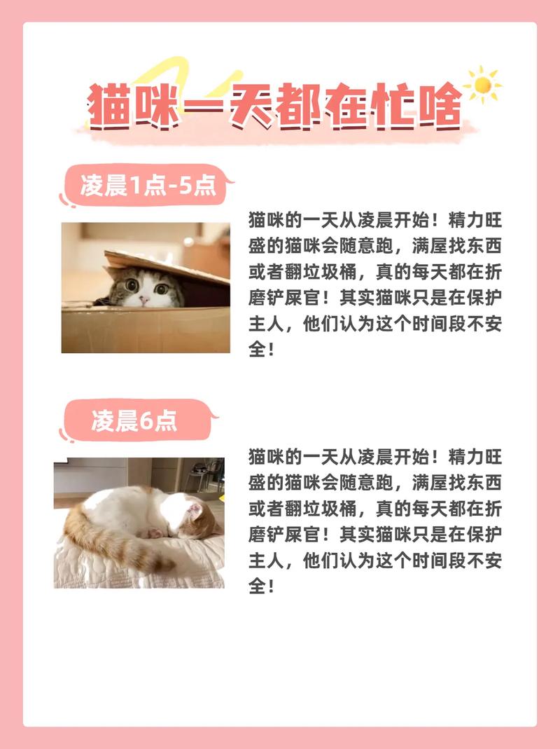 猫咪乱叫怎么办_猫咪乱叫怎么办才能听懂-第4张图片-后鲨宠物 猫咪乱叫怎么办_猫咪乱叫怎么办才能听懂-第4张图片-后鲨宠物