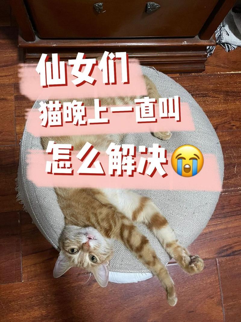 猫咪乱叫怎么办_猫咪乱叫怎么办才能听懂-第5张图片-后鲨宠物 猫咪乱叫怎么办_猫咪乱叫怎么办才能听懂-第5张图片-后鲨宠物